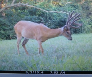 trail cam 2014 conn 2