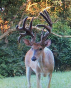 trail cam 2014 conn 3