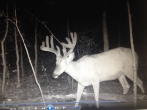 trail cam dean 1