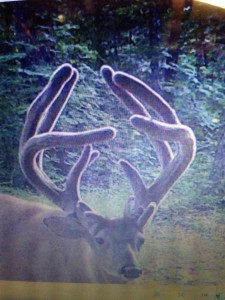 trail cam ky 1