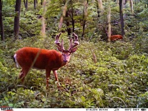 trail cam mini beast