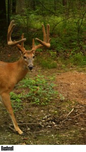trail cam shane 1