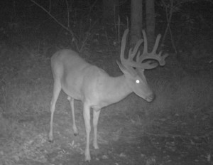 trail cam shane 2