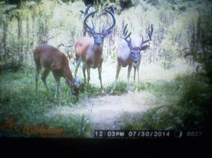 va bucks 2014
