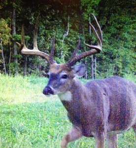 VA 2014 jack great cam
