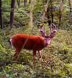trail cam mini beast