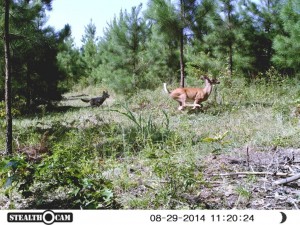 va coyote chases deer.jpg cm