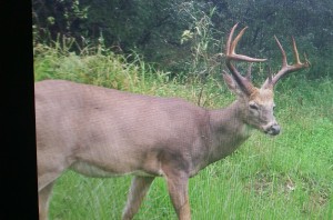 zach huge body buck