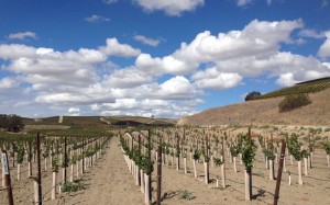 cali wine country
