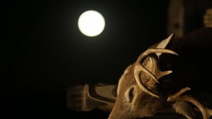 full moon buck compress