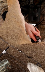 gutting deer doe