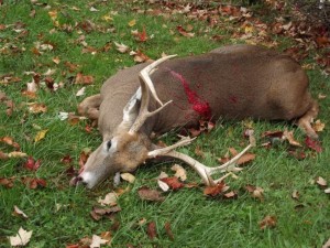 pa bow buck big daddy