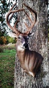 velvet buck mount 1