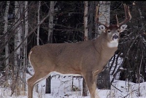 Big Buck picture to use