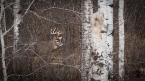 buck compressed