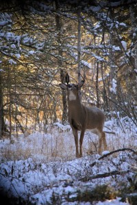 buck scrape dripper.jpg compress