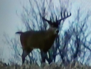 4 big bucks 3