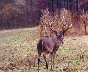 4 big bucks 4