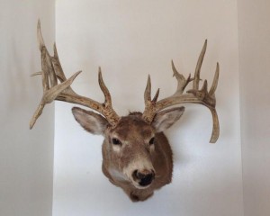 MT lost drop tine buck luke