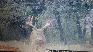 OK monster buck 2