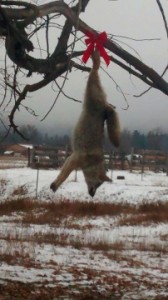 coyote xmas