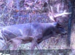 ohio duke 2015 2