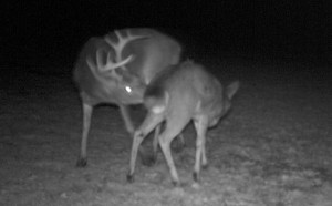 MD late breed 1