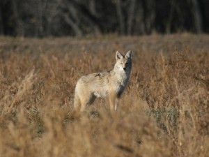 coyote comprssed