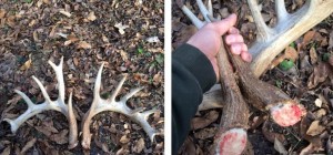 shed hunting