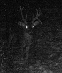 Minn buck hurt leg