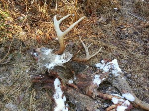 carcass 1
