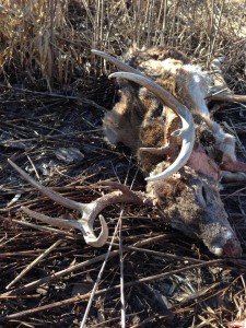 carcass 3