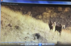 bighorns