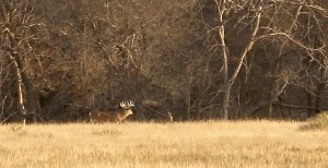 kansas giant buck field