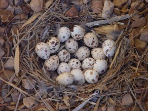 quail eggs