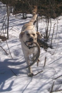 shed dog lab