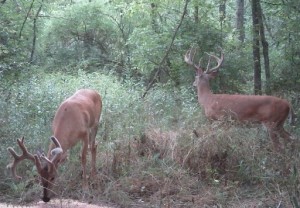 trail cam monday in