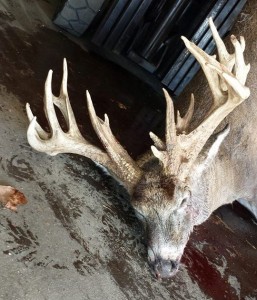 indiana buck