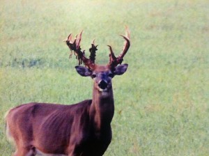 SD sioux falls buck 2015