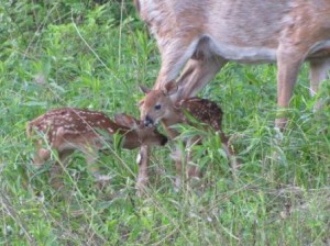 fawns 1