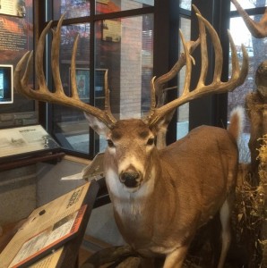 hanson buck at bc