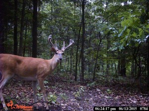 2015 cam 