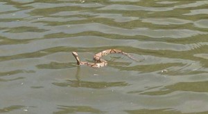 copperhead