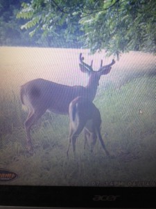 md danny cam buck