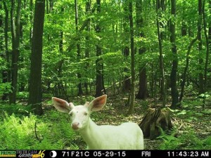 albino cam