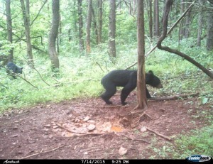 cam jack bear