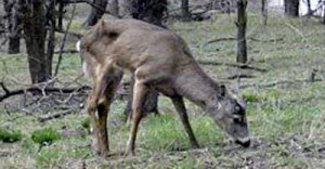 cwd-deer