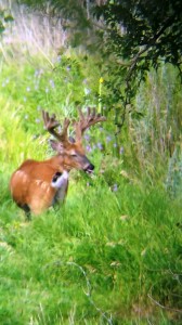 south dakota you tube buck 2015