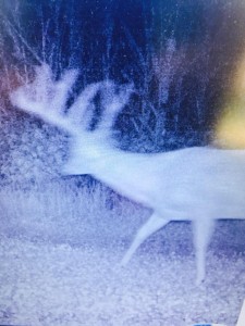200-inch trail camera buck