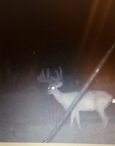 GA trail camera big buck
